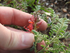 Indigofera oxytropis