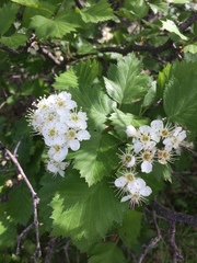 Crataegus irrasa