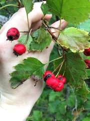Crataegus irrasa