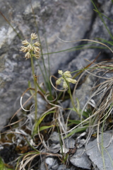 Tofieldia pusilla