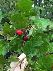 Crataegus irrasa