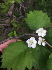 Crataegus irrasa