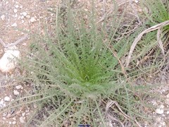 Reseda suffruticosa