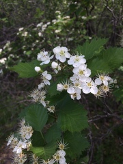 Crataegus irrasa