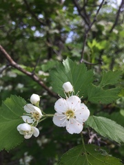 Crataegus irrasa