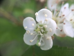 Crataegus irrasa