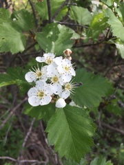 Crataegus irrasa