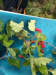 Crataegus irrasa