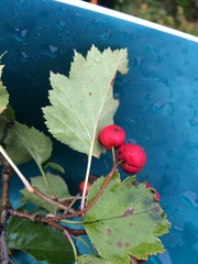 Crataegus irrasa