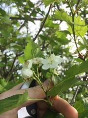 Crataegus irrasa