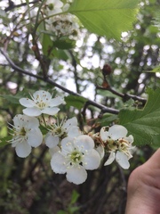 Crataegus irrasa