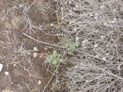 Centaurea hyssopifolia