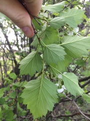 Crataegus irrasa