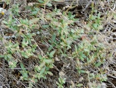 Helianthemum squamatum