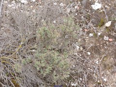 Helianthemum squamatum