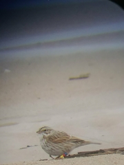 Passerculus sandwichensis princeps