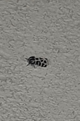 Apantesis incorrupta