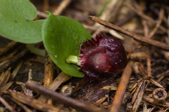 Corybas recurvus