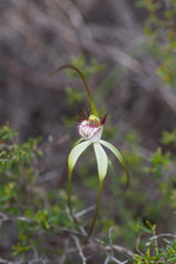 Caladenia longicauda borealis