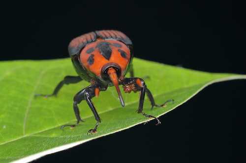 Red Palm Weevil