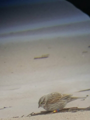Passerculus sandwichensis princeps