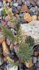 Cheilanthes contracta