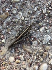 Schistocerca americana