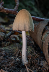 Coprinellus radians