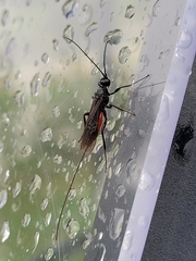 Atanycolus cappaerti