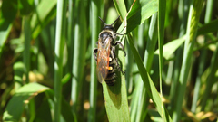 Campsomeris bistrimacula