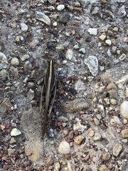 Schistocerca americana