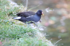 Gallinula chloropus