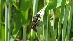 Campsomeris bistrimacula