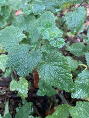 Lamium maculatum
