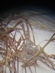 Passerculus sandwichensis princeps