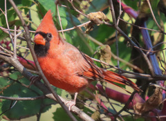 Cardinalis cardinalis