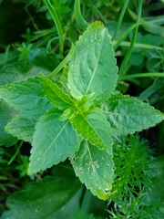 Mercurialis annua