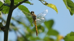 Sympetrum meridionale