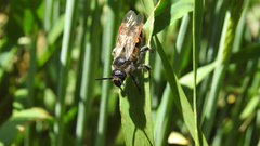 Campsomeris bistrimacula