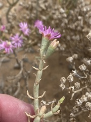 Mesembryanthemum junceum