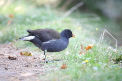 Gallinula chloropus