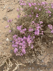 Mesembryanthemum junceum