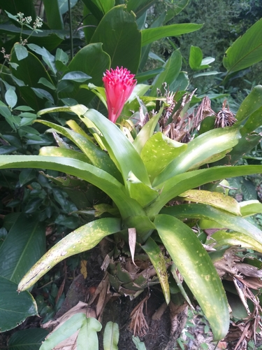 Billbergia pyramidalis