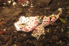 Myoxocephalus