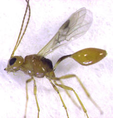 Aridelus rufotestaceus