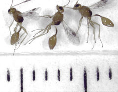 Aridelus rufotestaceus