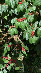 Lonicera maackii