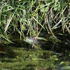 Sympetrum striolatum