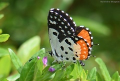 Talicada nyseus nyseus