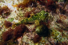 Myoxocephalus